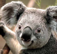 Potoroo Palace - Accommodation Noosa