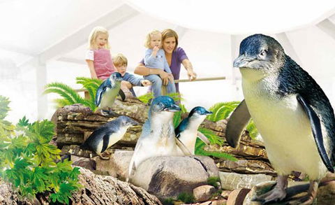 Manly SEA LIFE Sanctuary - Accommodation Noosa 1
