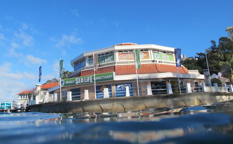 Manly SEA LIFE Sanctuary - Accommodation Noosa 2