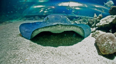 Manly SEA LIFE Sanctuary - Accommodation Noosa 3