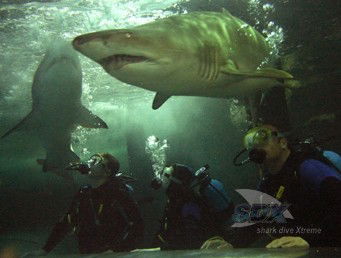 Manly SEA LIFE Sanctuary - Accommodation Noosa 5