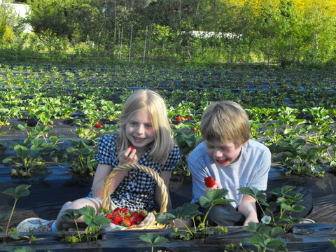 Blue Hills Berries & Cherries - Accommodation Noosa 0