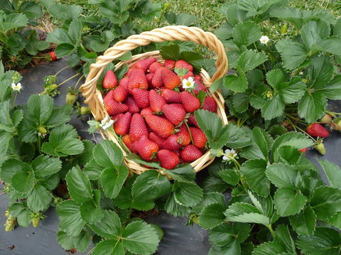 Blue Hills Berries & Cherries - Accommodation Noosa 3
