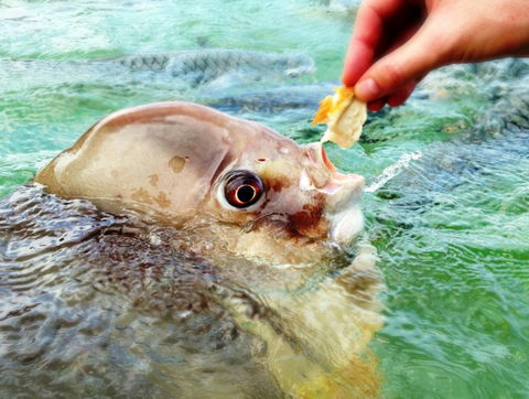 Aquascene Fish Feeding Sanctuary - Accommodation Noosa 1