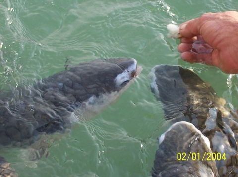 Aquascene Fish Feeding Sanctuary - Accommodation Noosa 2