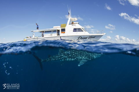Three Islands Whale Shark Dive - Accommodation Noosa 4
