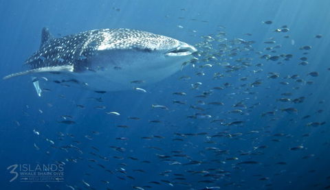 Three Islands Whale Shark Dive - Accommodation Noosa 5