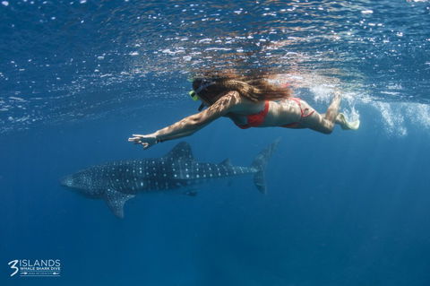 Three Islands Whale Shark Dive - Accommodation Noosa 6