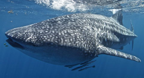 Three Islands Whale Shark Dive - Accommodation Noosa 7
