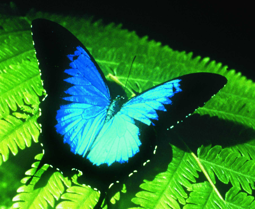 Australian Butterfly Sanctuary - Accommodation Noosa 0