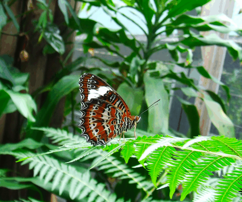 Australian Butterfly Sanctuary - Accommodation Noosa 1