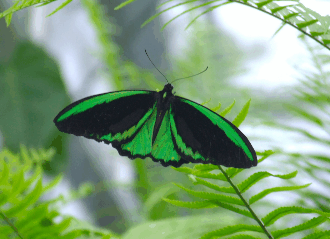 Australian Butterfly Sanctuary - Accommodation Noosa 2