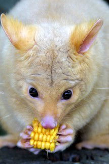 Currumbin Wildlife Sanctuary - Accommodation Noosa 4