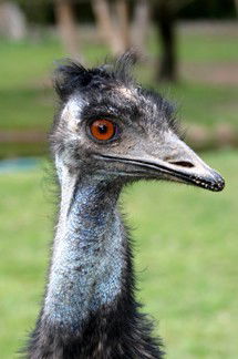 Currumbin Wildlife Sanctuary - Accommodation Noosa 5