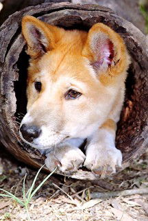 Currumbin Wildlife Sanctuary - Accommodation Noosa 6