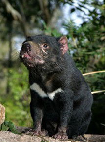 Currumbin Wildlife Sanctuary - Accommodation Noosa 7