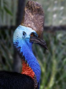 Currumbin Wildlife Sanctuary - Accommodation Noosa 8