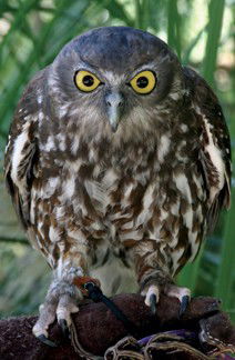 Currumbin Wildlife Sanctuary - Accommodation Noosa 9