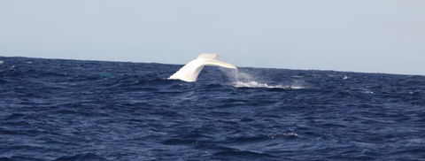 Australian Whale Watching - Accommodation Noosa 0