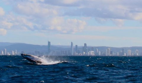 Australian Whale Watching - Accommodation Noosa 1