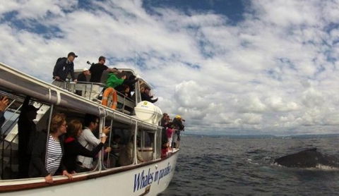 Australian Whale Watching - Accommodation Noosa 2
