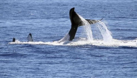 Australian Whale Watching - Accommodation Noosa 3