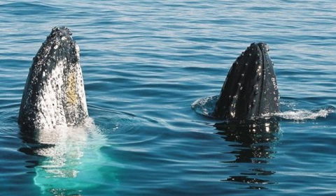 Australian Whale Watching - Accommodation Noosa 4
