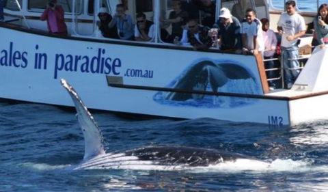 Australian Whale Watching - Accommodation Noosa 5