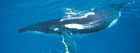 Australian Whale Watching - Accommodation Noosa 6