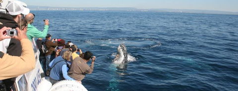 Australian Whale Watching - Accommodation Noosa 7