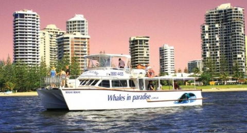 Australian Whale Watching - Accommodation Noosa 8