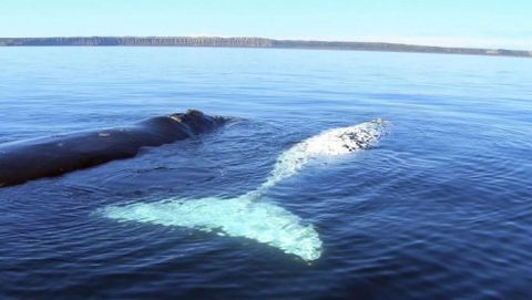 Australian Whale Watching - Accommodation Noosa 9