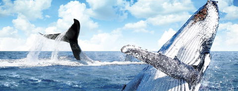 Australian Whale Watching - Accommodation Noosa 11
