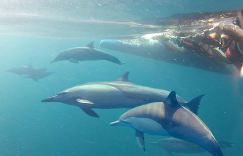 Dolphin Swim Australia - Accommodation Noosa 5