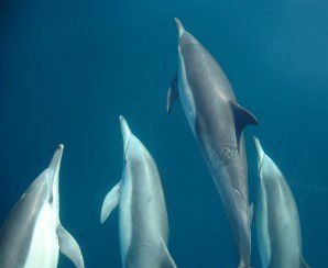 Dolphin Swim Australia - Accommodation Noosa 6