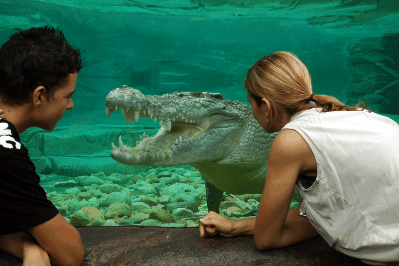 Cairns Wildlife Dome - Accommodation Noosa 1
