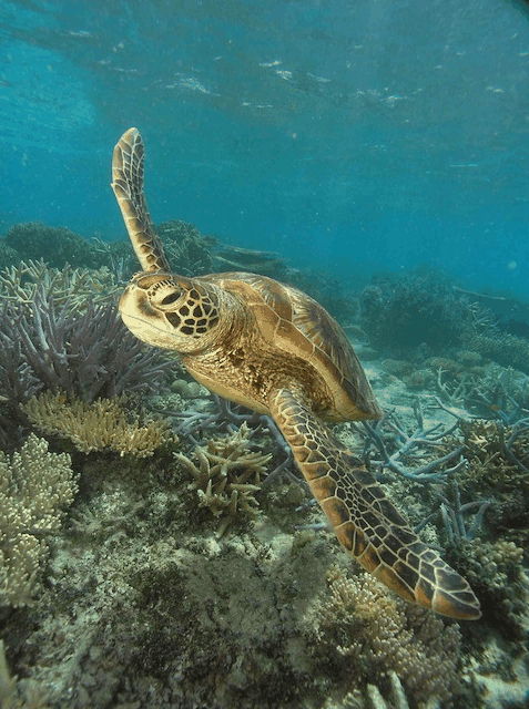 Big Cat Green Island Reef Cruises - Accommodation Noosa 2
