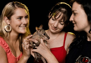 Cairns Night Zoo - Accommodation Noosa 1