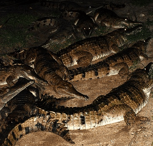 Cairns Night Zoo - Accommodation Noosa 3