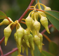 Mount Short Scenic Drive - Accommodation Noosa