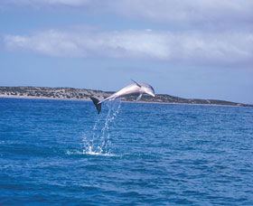 Steep Point - Accommodation Noosa 0