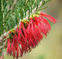 Ethel Daw Scenic Drive - Accommodation Noosa
