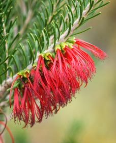 Ethel Daw Scenic Drive - Accommodation Noosa 0