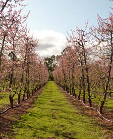 Raeburn Orchards - Accommodation Noosa 0