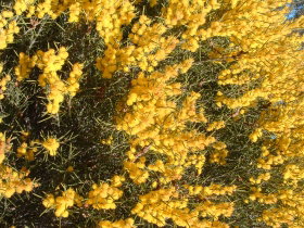 Dalwallinu Remnant Bushland - Accommodation Noosa 0