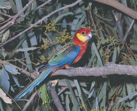 King River - Accommodation Noosa 0