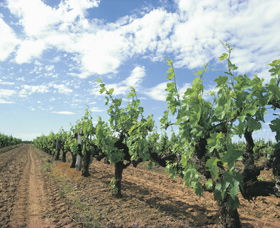 Blackwood Meadery - Accommodation Noosa 0