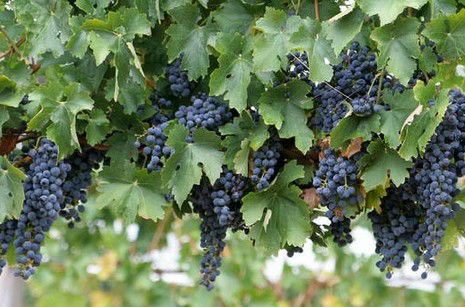 Capel Vale Wines - Accommodation Noosa 0