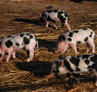 Will's Rare Breeds Farm