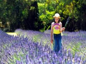 Brayfield Park Lavender Farm - Accommodation Noosa 0